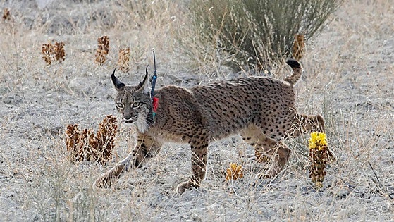 El lince da un paso más y supera el peligro de extinción