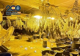 Una de las plantaciones intervenidas durante las operaciones.