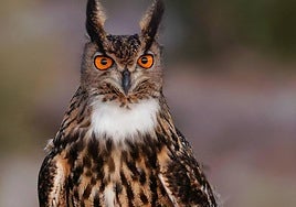 Búho real.