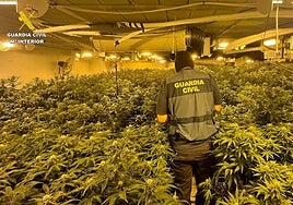 Uno de los invernaderos descubiertos en las viviendas de Alguazas y Ceutí.