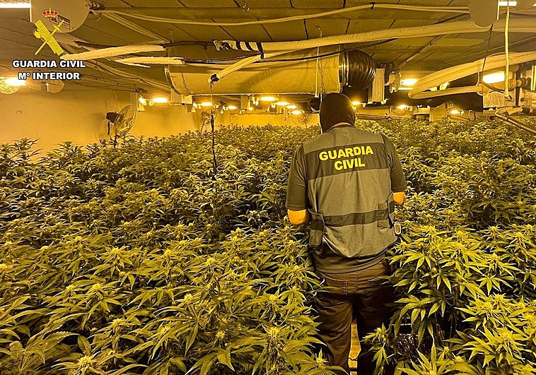 Uno de los invernaderos descubiertos en las viviendas de Alguazas y Ceutí.