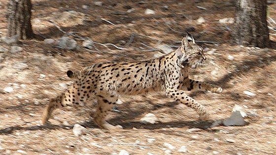 Encuentran el cadáver del lince 'Tilo' en una carretera de Málaga