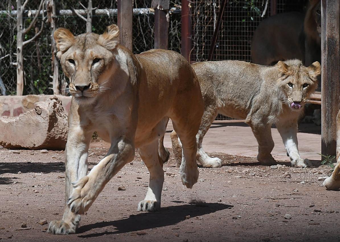 Imagen secundaria 1 - Los pequeños leones, junto a otros, en Terra Natura.