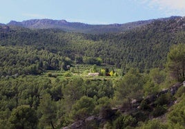 Grandes extensiones de pinares en la Sierra de los Álamos (Moratalla).