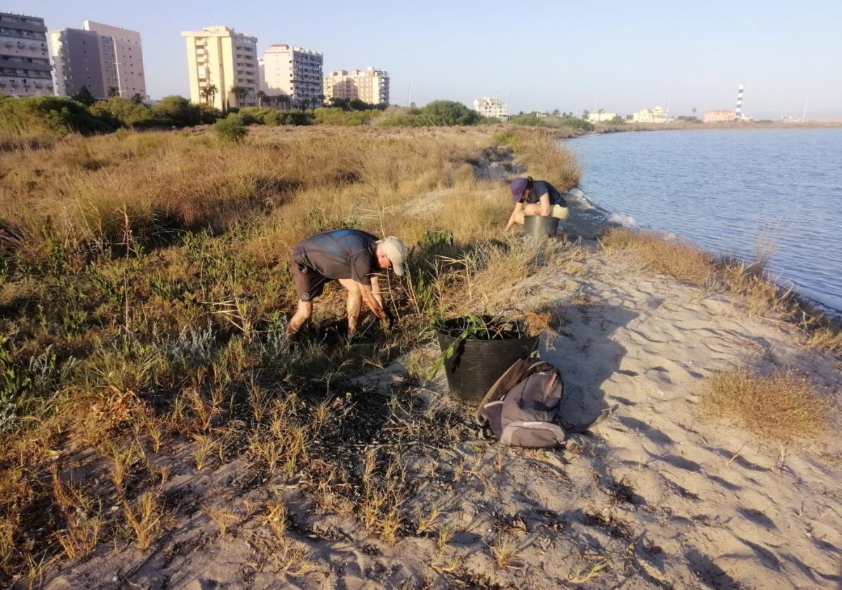 Voluntarios de ANSE trabajando en la restauración ambiental en la Caleta del Estacio, al norte de La Manga, cerca de las obras de Puerto Mayor.