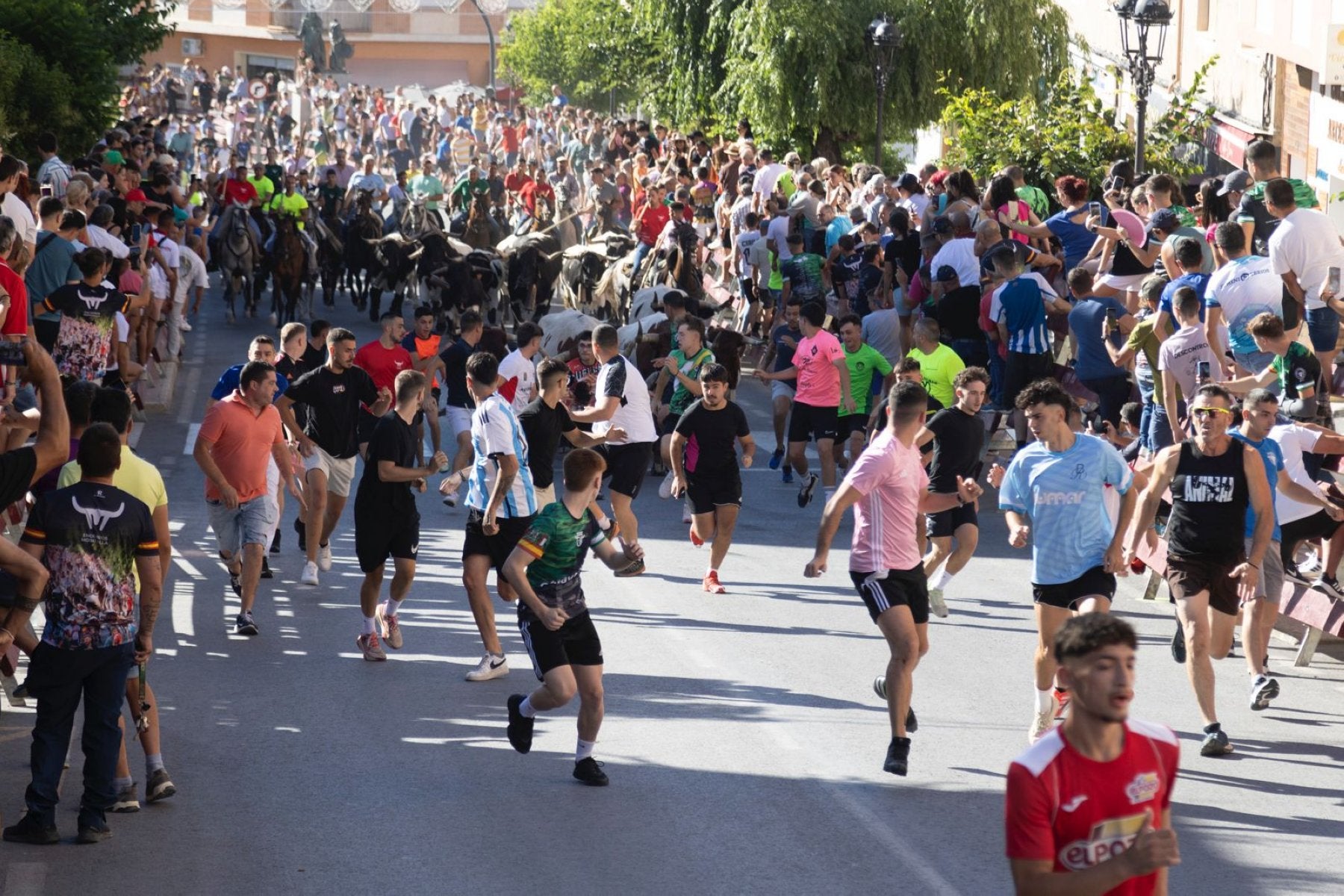 Los mozos corren delante de las vacas por las calles de Moratalla.