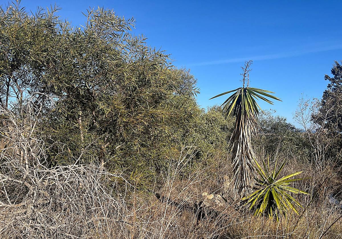 Especies de flora invasoras en Clablanque.