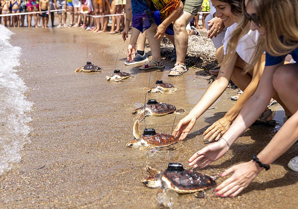 Varios ejemplares de tortuga boba poniéndose en libertad.