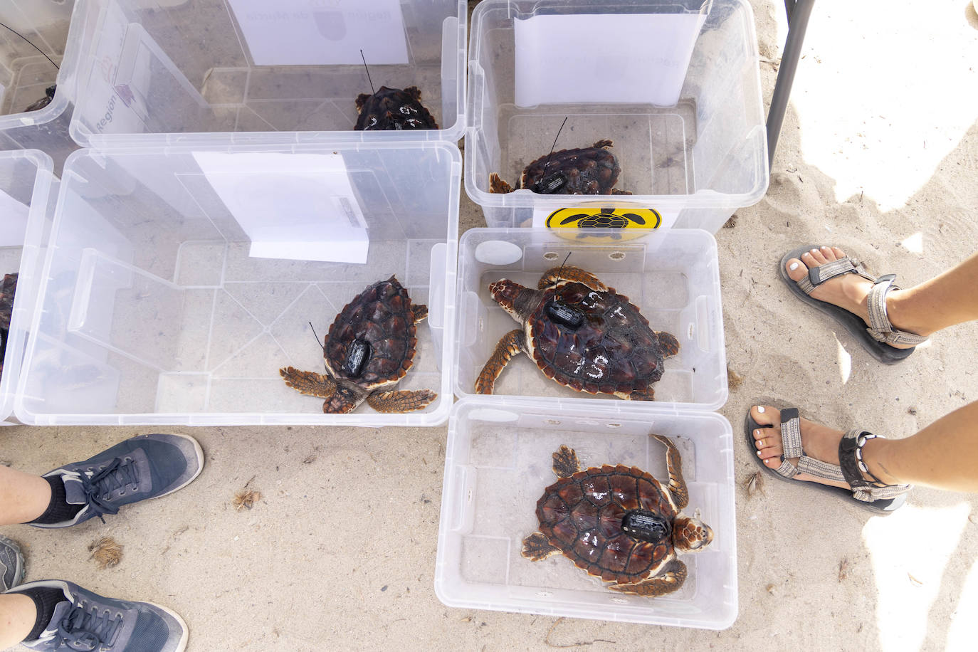 La suelta de 20 tortugas boba, en imágenes