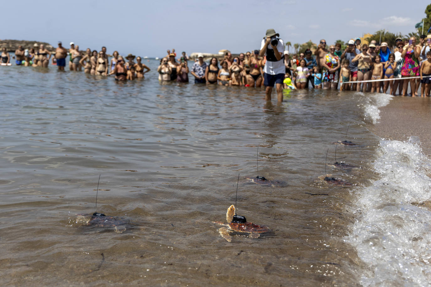 La suelta de 20 tortugas boba, en imágenes