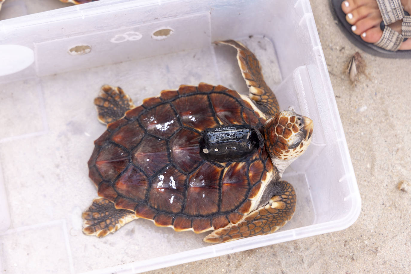 La suelta de 20 tortugas boba, en imágenes