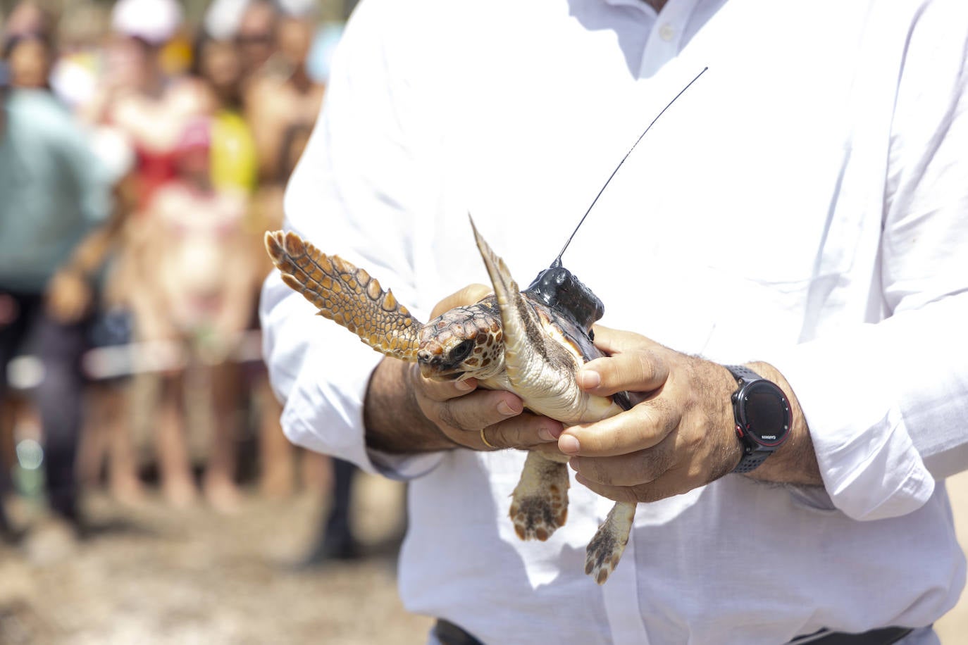 La suelta de 20 tortugas boba, en imágenes
