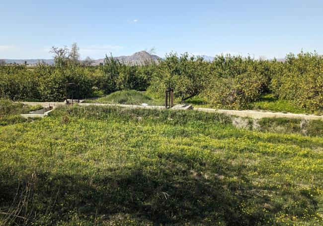 Huerto de limoneros en los alrededores de Alquerías.