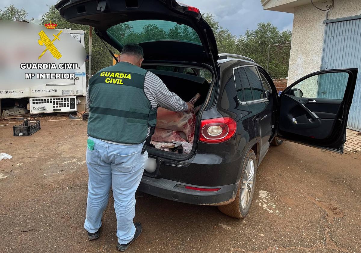 Un agente inspecciona el interior de un vehículo donde los detenidos guardaban corderos preparados para vender.