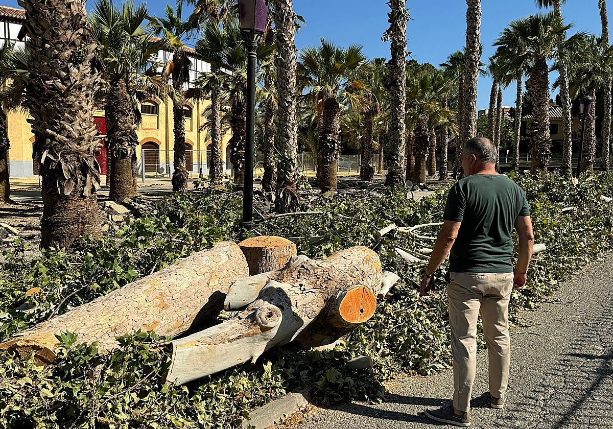 El concejal Ángel Meca observa los árboles talados por las obras del AVE.