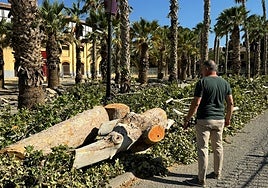 El concejal Ángel Meca observa los árboles talados por las obras del AVE.