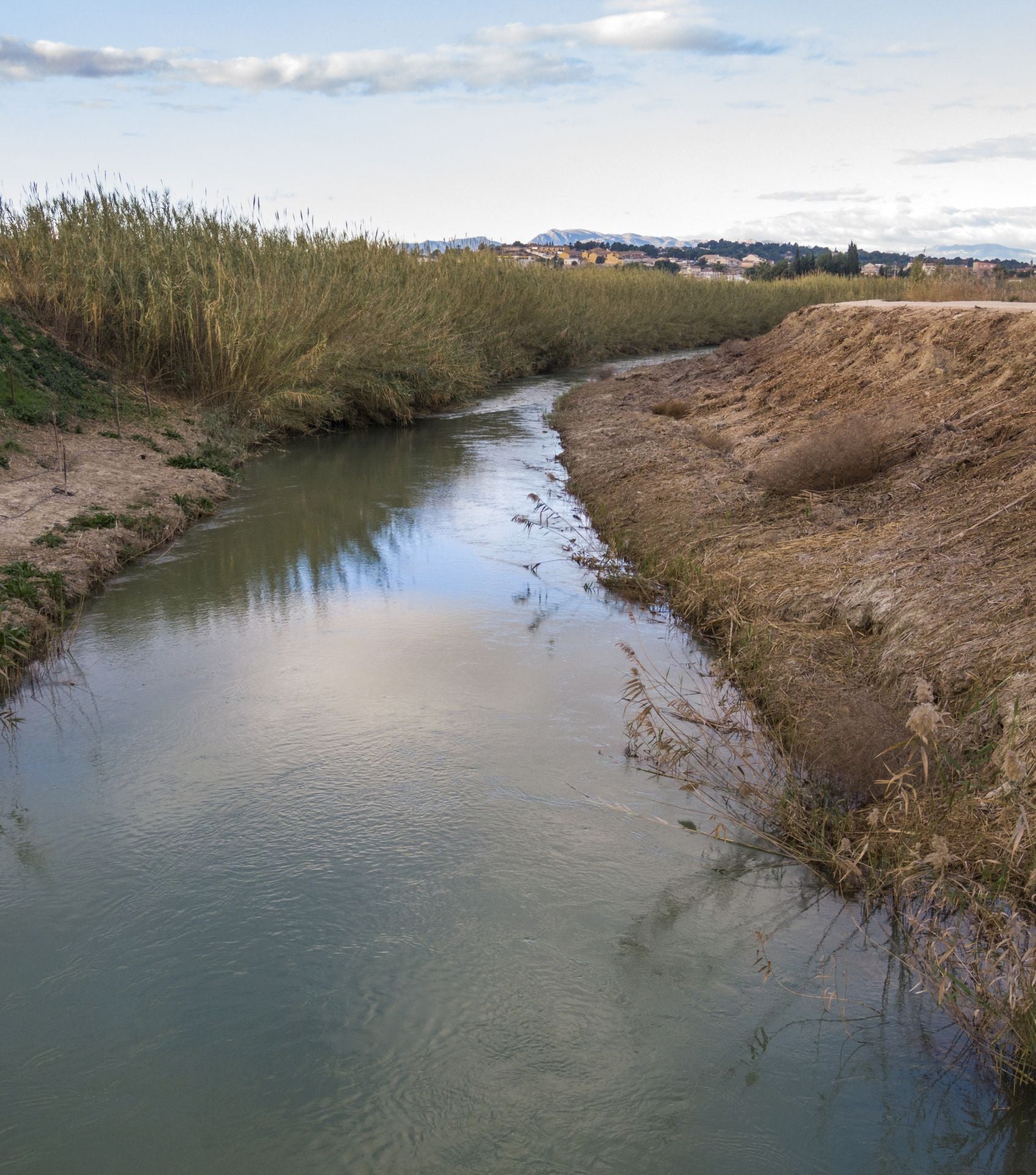 Recuperación de árboles y arbustos de ribera a lo largo del río Segura, en imágenes
