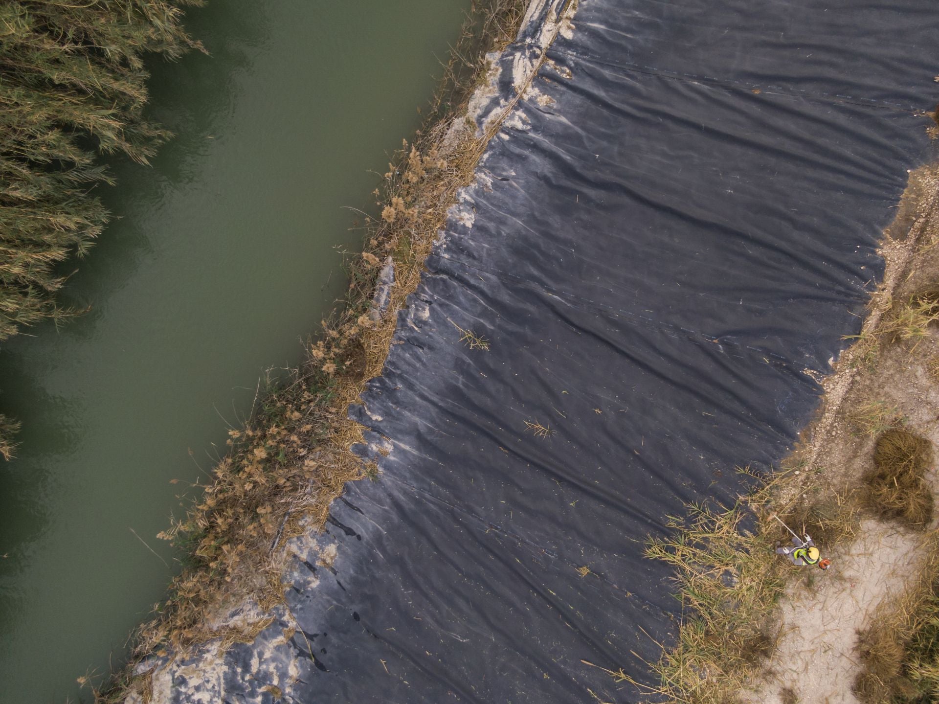 Recuperación de árboles y arbustos de ribera a lo largo del río Segura, en imágenes
