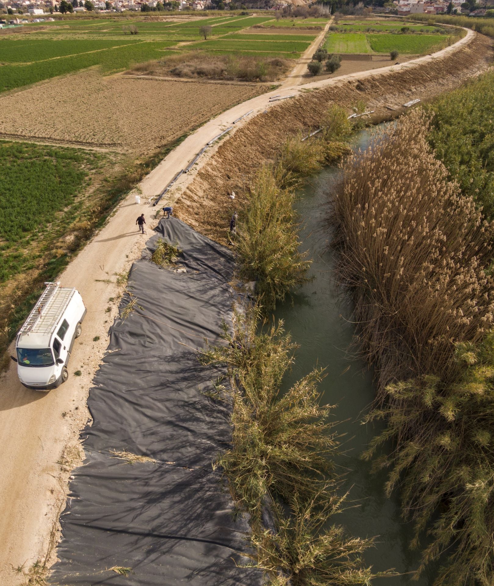 Recuperación de árboles y arbustos de ribera a lo largo del río Segura, en imágenes