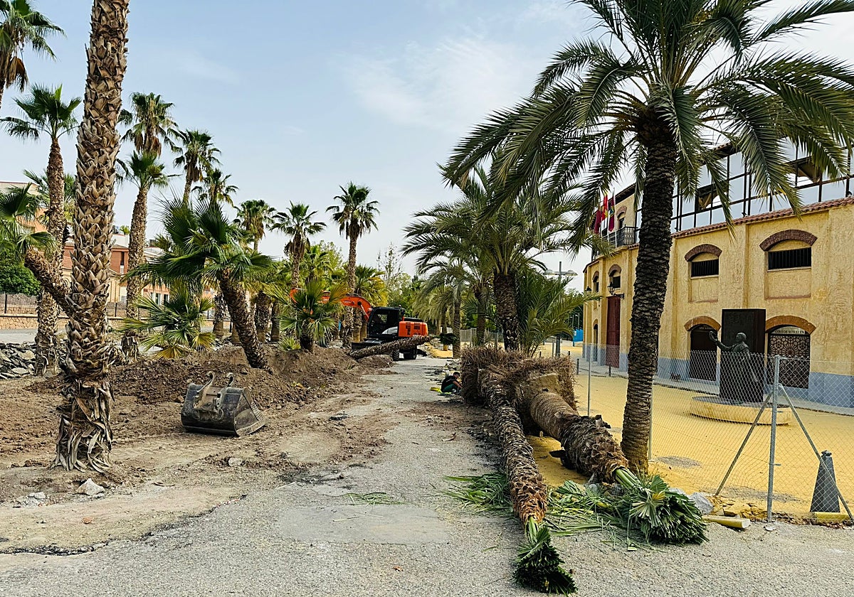 Palmeras extraídas para su trasplante junto a la plaza de toros.