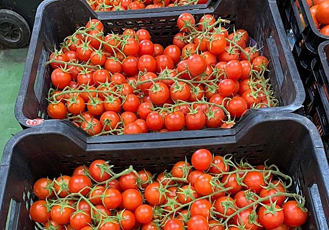 Tomates cherry sometidos a ensayo en la cámara climática V1.