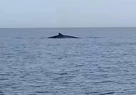 Una ballena vista en aguas de Cabo de Palos, en una imagen de archivo.