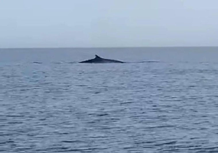 Una ballena vista en aguas de Cabo de Palos, en una imagen de archivo.