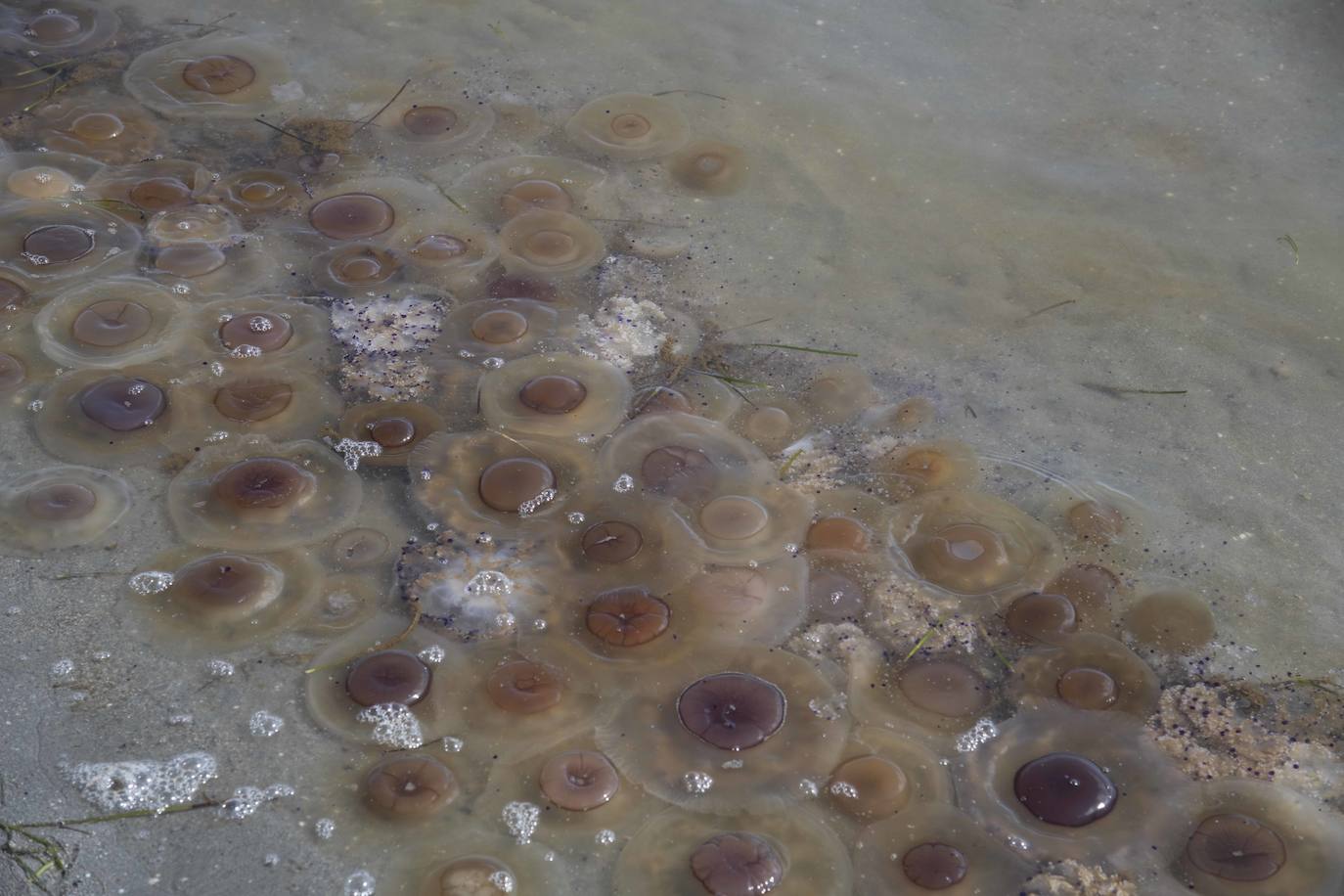 Cientos de medusas se acumulan en Punta Brava y Los Urrutias