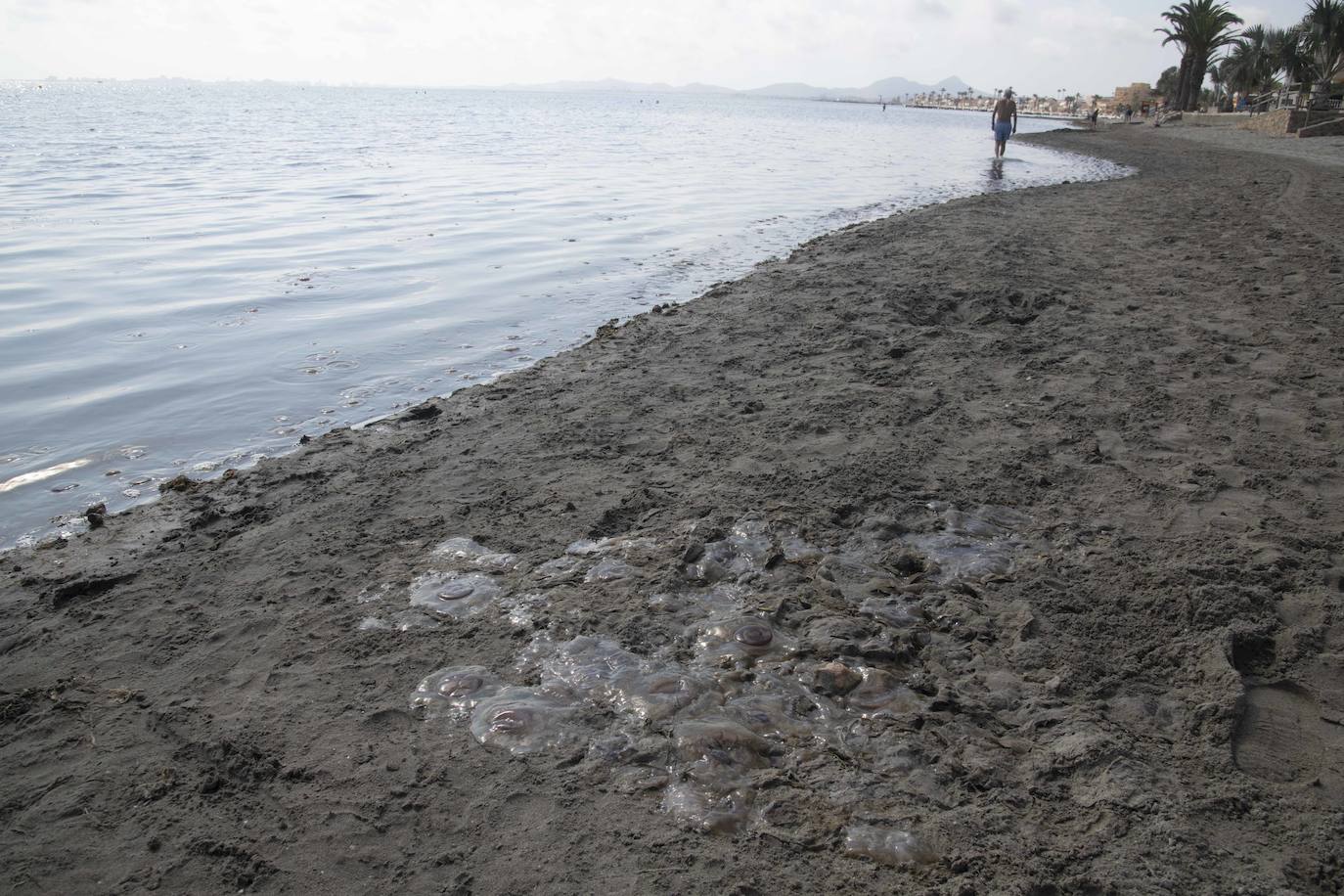 Cientos de medusas se acumulan en Punta Brava y Los Urrutias