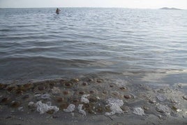 Medusas 'huevo frito' en Punta Brava, este lunes.