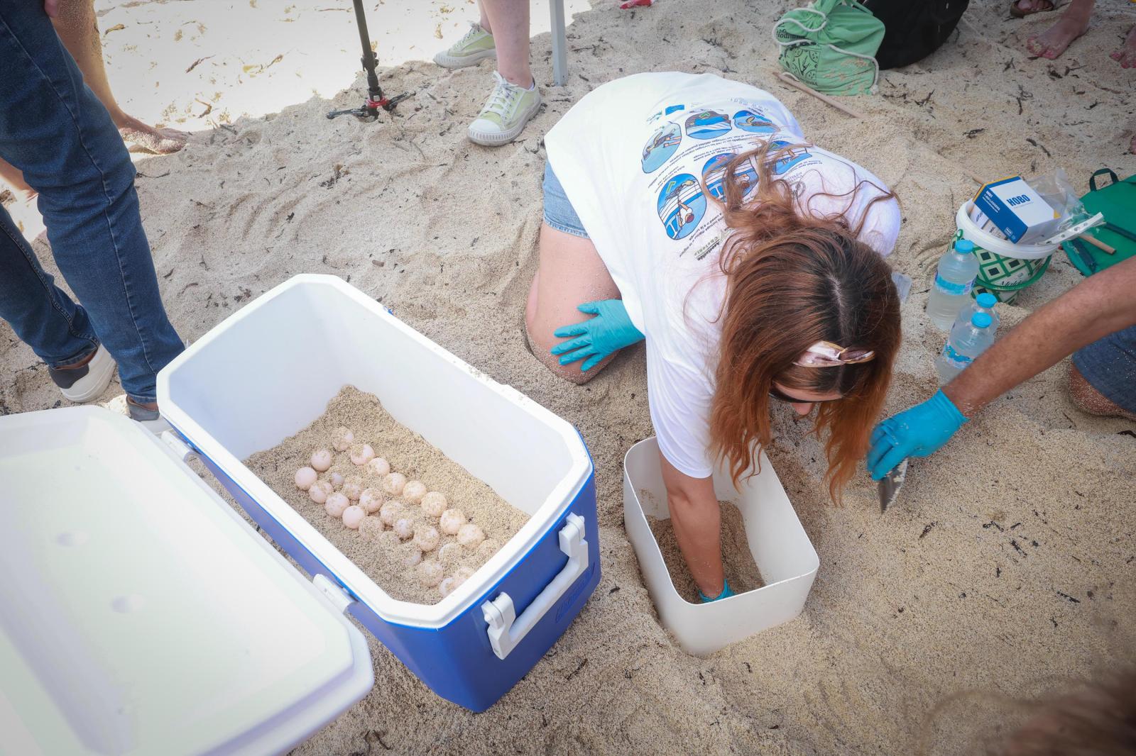La tortuga &#039;Pura Vida&#039; visita por segunda vez este verano las playas de Torrevieja
