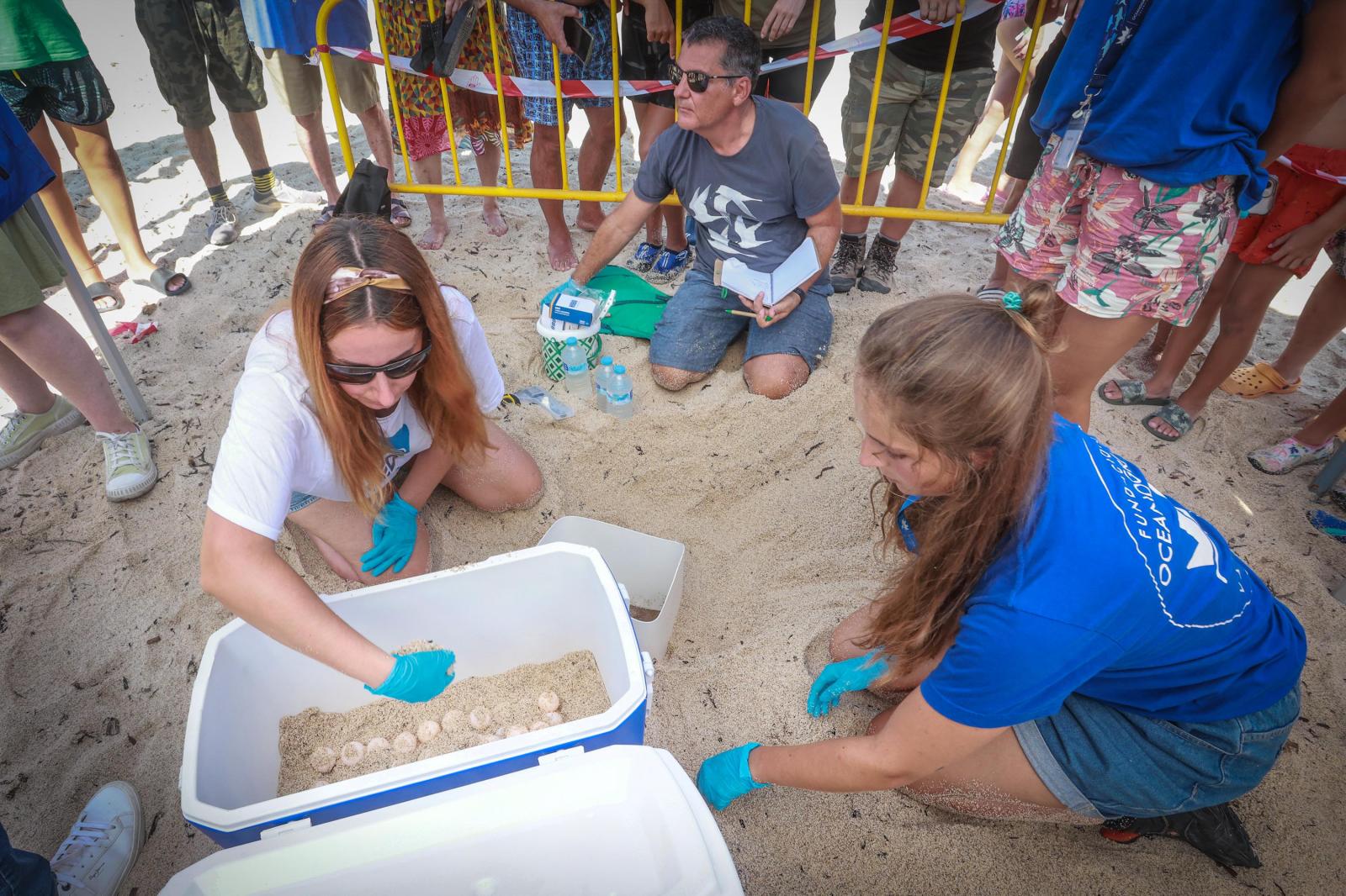 La tortuga &#039;Pura Vida&#039; visita por segunda vez este verano las playas de Torrevieja