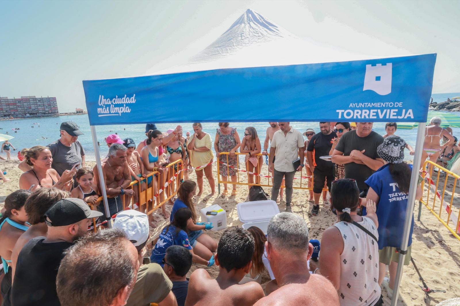 La tortuga &#039;Pura Vida&#039; visita por segunda vez este verano las playas de Torrevieja