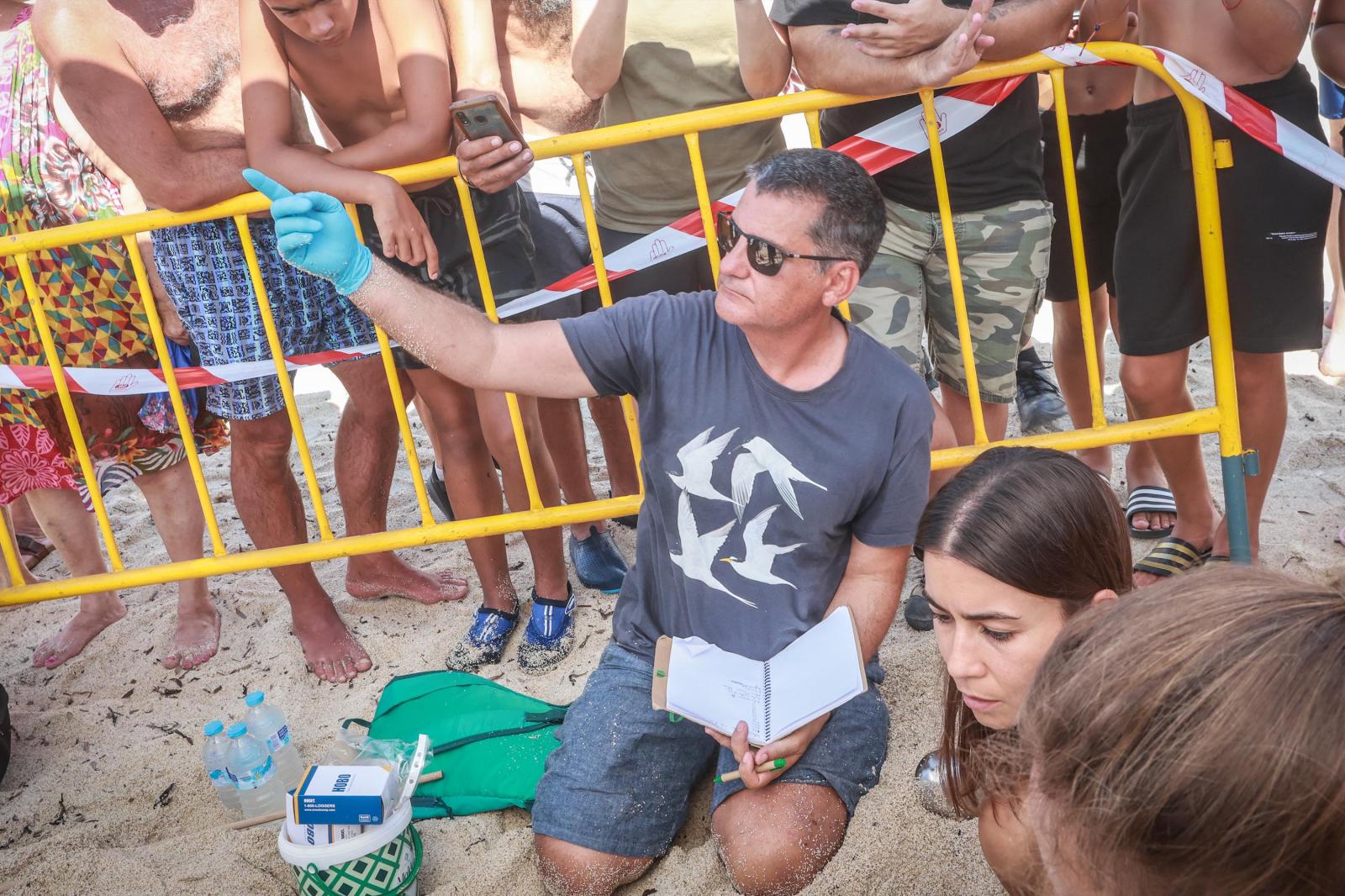 La tortuga &#039;Pura Vida&#039; visita por segunda vez este verano las playas de Torrevieja
