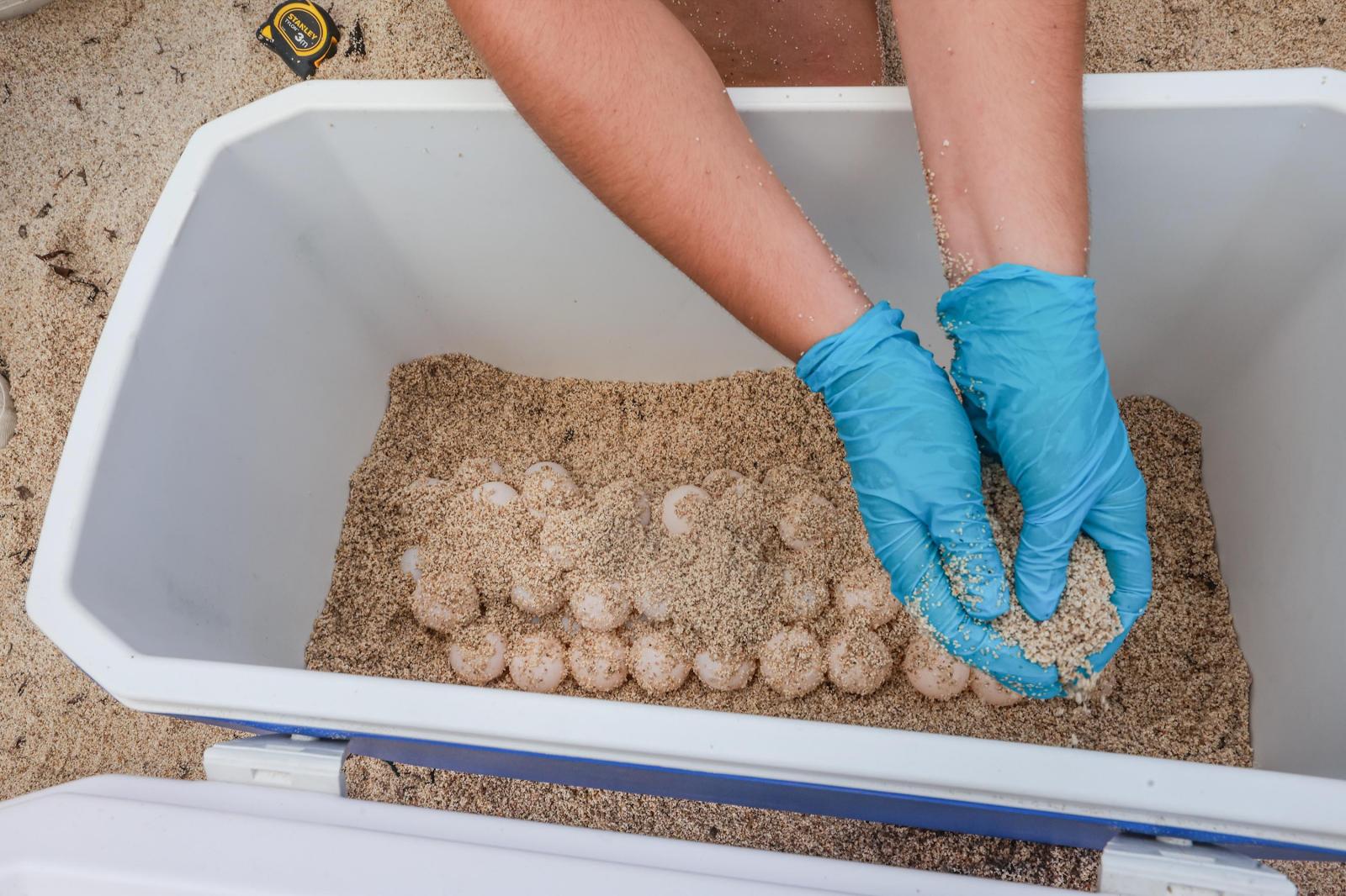 La tortuga &#039;Pura Vida&#039; visita por segunda vez este verano las playas de Torrevieja