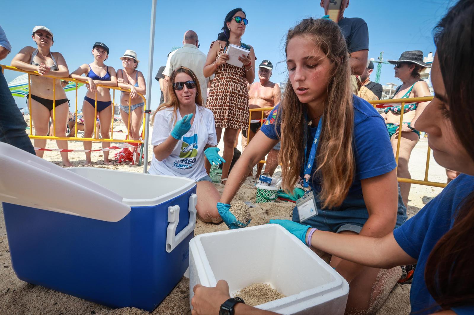 La tortuga &#039;Pura Vida&#039; visita por segunda vez este verano las playas de Torrevieja