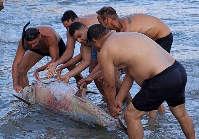 Atún encontrado en una playa de la Torre de la Horadada, este martes.