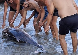 Atún encontrado en una playa de la Torre de la Horadada, este martes.