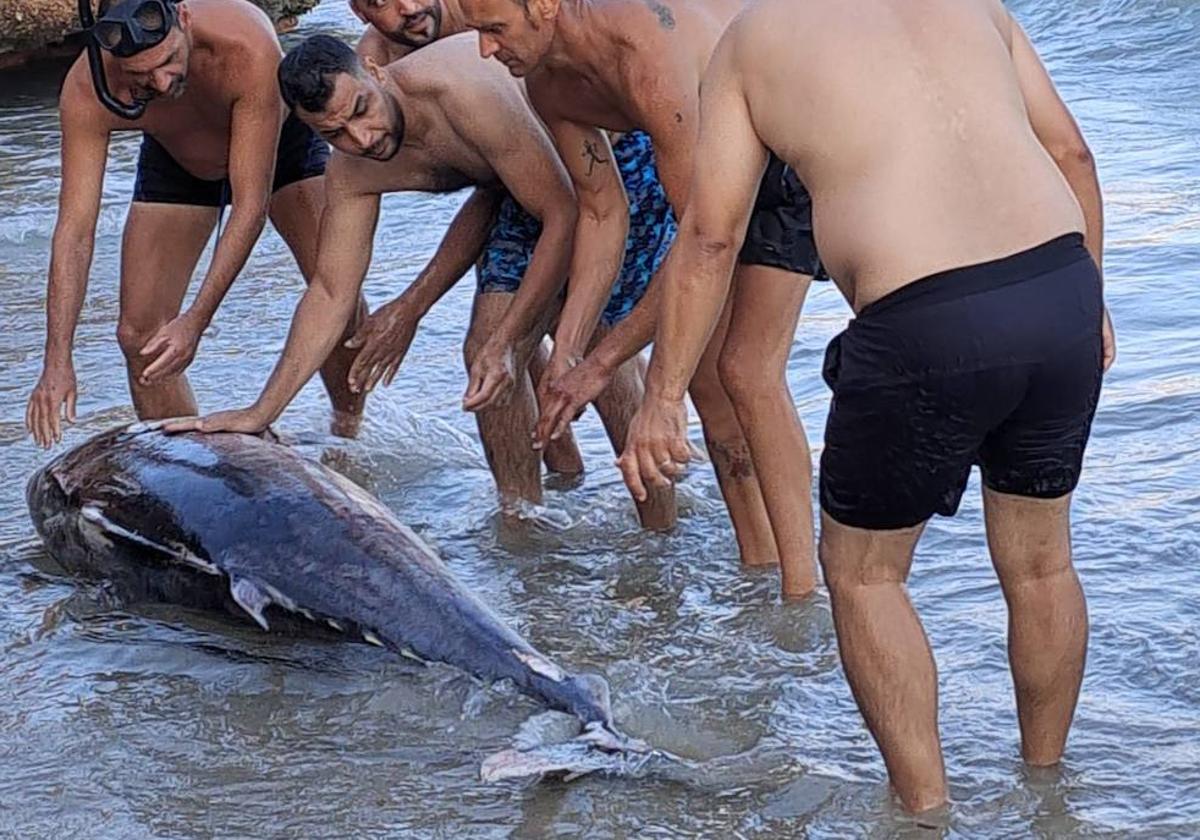 Revuelo en una playa de Torre de la Horadada al encontrar un atún de grandes dimensiones