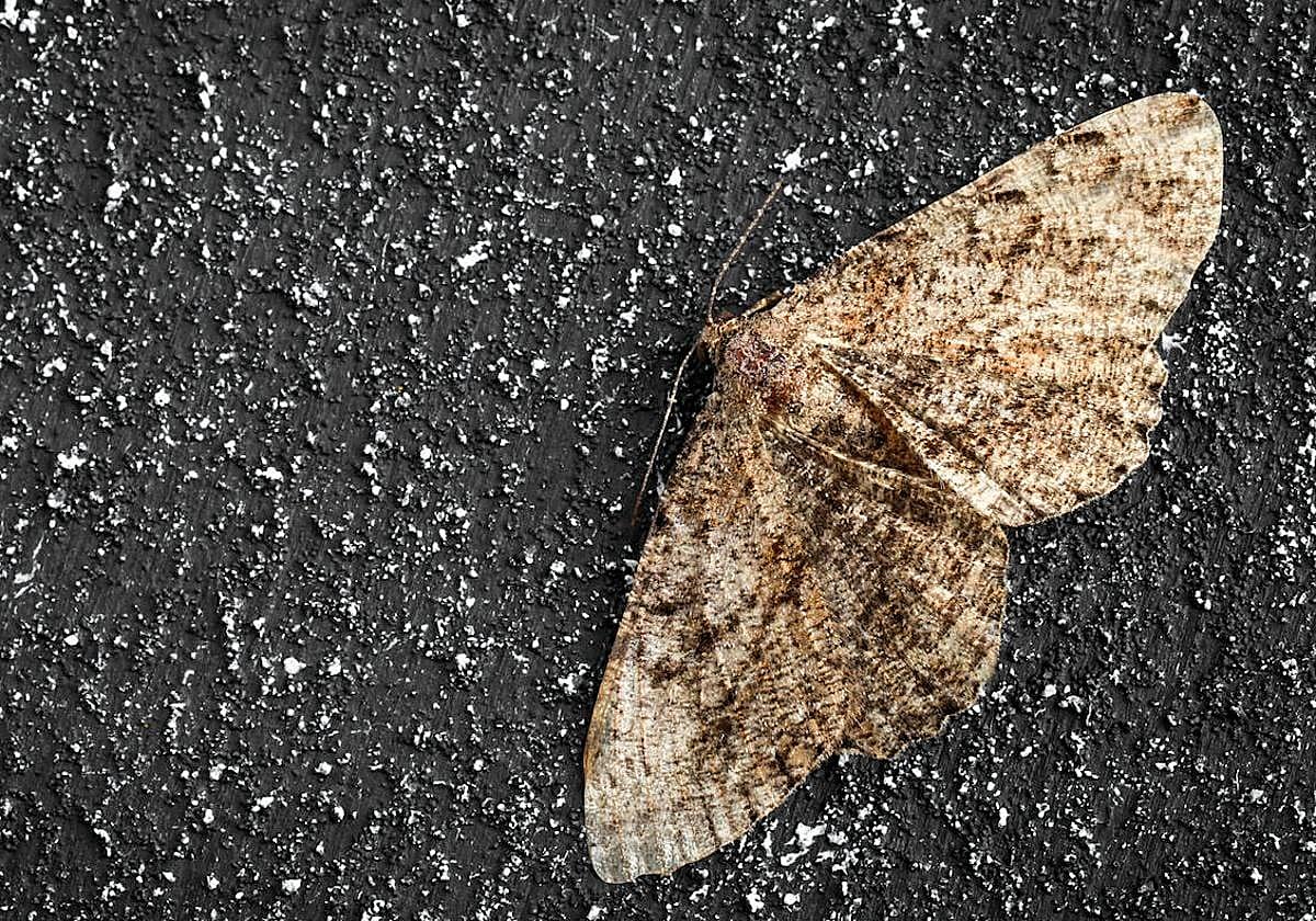 Imagen de archivo de una polilla.