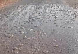 Las medusas caídas de un camión en una carretera de Pozo Aledo.