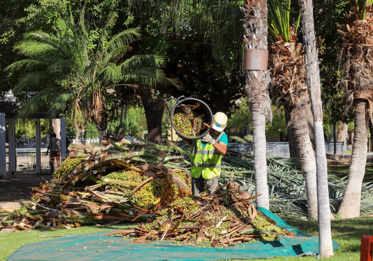 Un operario del Servicio de Parques y Jardines interviene sobre las palmeras del jardín del Salitre.