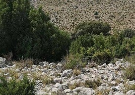 Vistas de una microrreserva de especies florales en Moratalla.