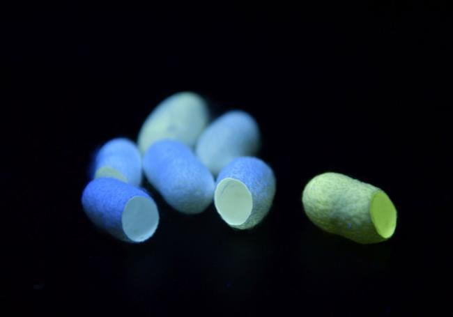 Capullos de seda, iluminados con una luz ultravioleta.