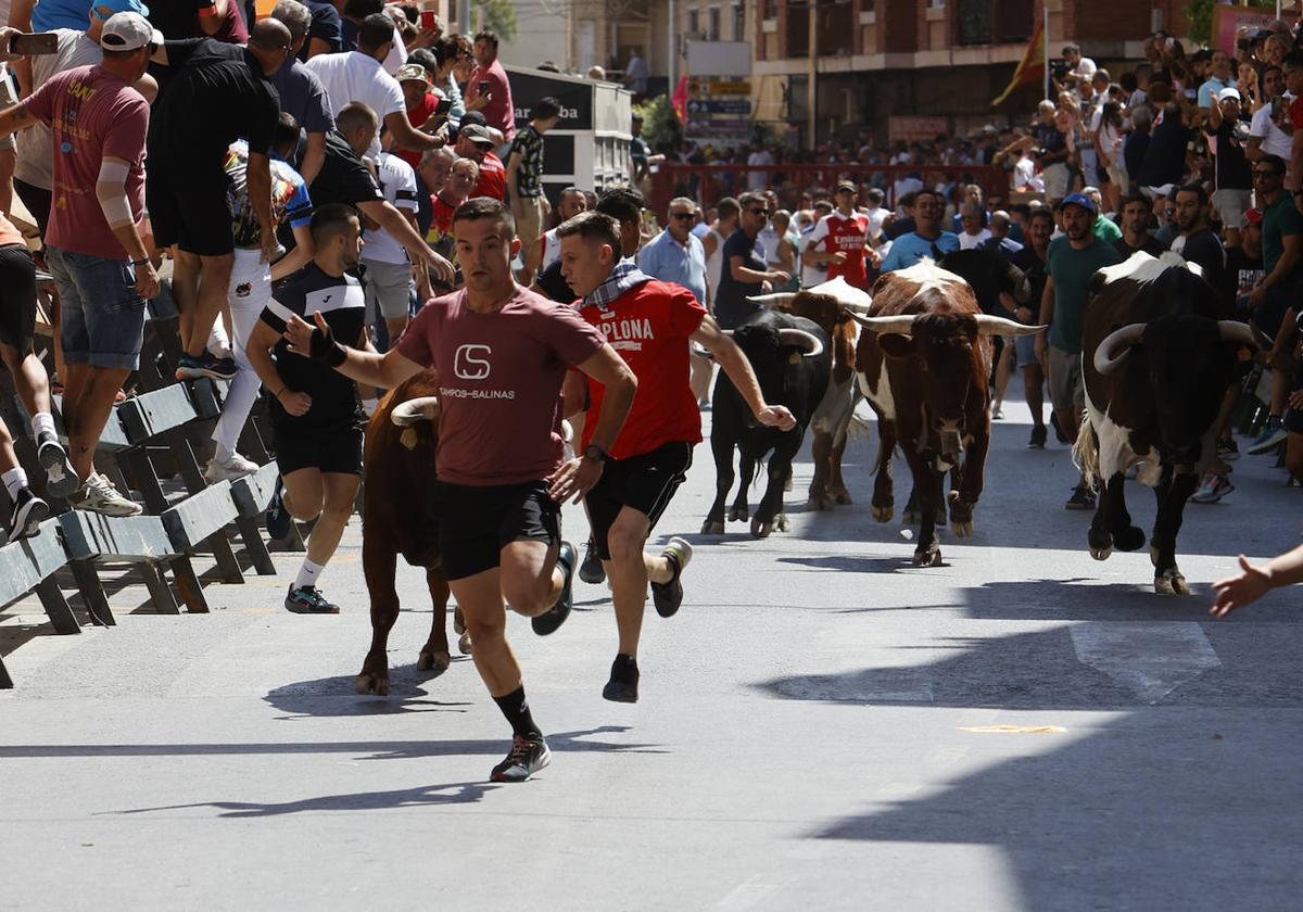 Varios jóvenes corren delante de los novillos en el segundo encierro de las fiestas de Blanca.