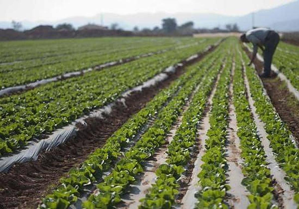 Regadío en una plantación de lechugas, en una imagen de archivo.