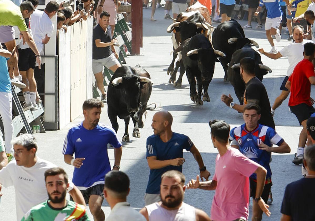 Varios jóvenes corren delante de los novillos en el tercer encierro de las fiestas de Blanca.