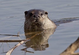 Imagen de un ejemplar de nutria, especie cuya presencia en el entorno de la capital ha sido ampliamente constatada.
