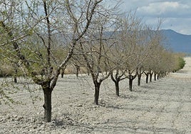 Almendros afectados por la sequía en un campo entre Mula y Fuente Librilla.