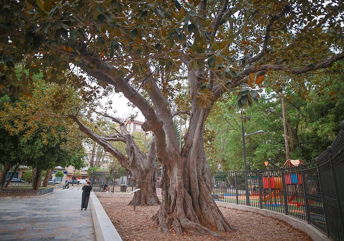 Ficus monumental en la Glorieta Gabriel Miró de Orihuela.